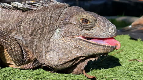 Dragón-Barbudo-Escamas-Reptil-Lagarto-Especie-Pogona-De-Cerca-Boca-Abierta