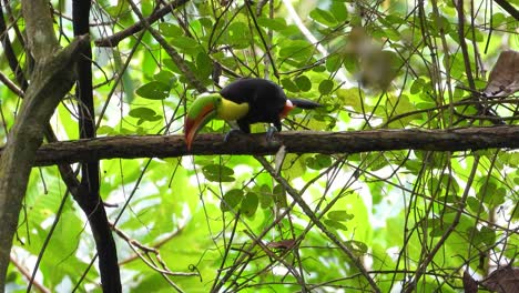 Keel-billed-toucan-makes-noisy-show-alone-on-branch-landscape