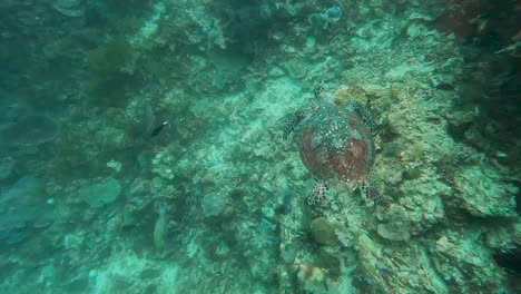 Vista-Submarina-De-Arriba-Hacia-Abajo-De-La-Hermosa-Tortuga-Carey-Nadando-Sobre-La-Pared-Del-Océano-Con-Ecosistema-Marino-De-Arrecife-De-Coral-Y-Peces-Tropicales-En-El-Triángulo-De-Coral-De-Timor-leste,-Sudeste-Asiático