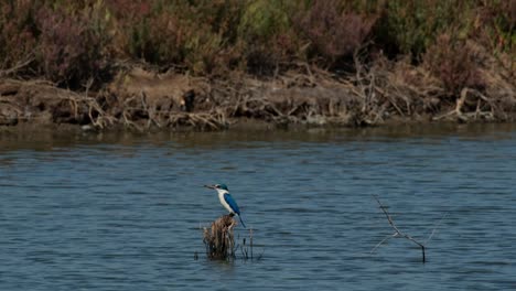 Seen-in-the-middle-facing-towards-the-left,-Collared-Kingfisher-Todiramphus-chloris,-Thailand