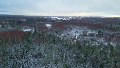 Vasto-Paisaje-Arbolado-De-Bosque-Siempreverde-Con-Nieve-Invernal-En-Los-árboles