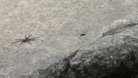 Wolf-Spider-On-Concrete-Ground-At-Boise-National-Forest-In-Boise,-Idaho