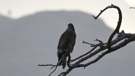 Centinela-De-Kamloops:-El-águila-Vigilante