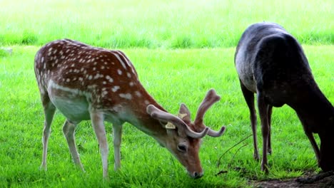 Gefleckter-Brauner-Hirsch,-Der-Im-Phoenix-Park-Neben-Einem-Schwarzen-Hirsch-Auf-Der-Weide-Grast