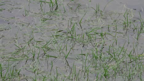 Regentropfen-Fallen-In-Eine-Pfütze-Im-überfluteten-Gras
