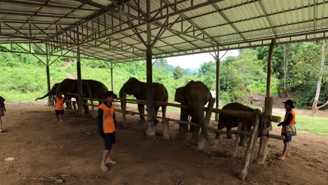 The-shelter-of-a-large-covered-structure,-a-group-of-elephants-stands-serenely-in-a-sanctuary-in-Chiang-Mai,-with-caretakers-nearby,-ethical-tourism-in-a-natural,-green-environment