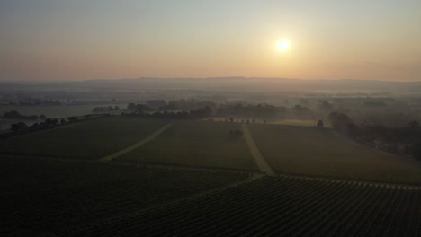 Aerial-shot-lifting-over-misty-vineyard-at-sunrise-4K