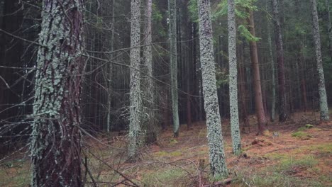 Dunkler-Wald-Mit-Bäumen,-Die-Mit-Grünen-Flechten-Bedeckt-Sind