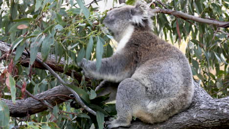 Close-up-view-of-a-koala-bear-sitting-on-a-tree-and-eating-leaves