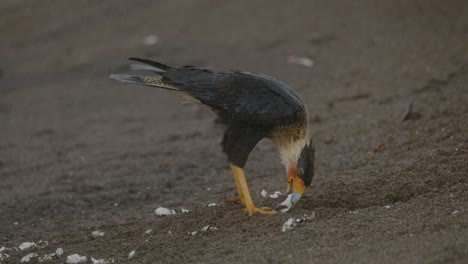 Crested-Caracara-omnivore-bird-digging-for-sea-turtle-delicacy-Costa-Rica-beach