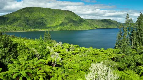 Native-fern-tree-forest-on-shore-of-New-Zealand-lake-Tikitapu,-aerial
