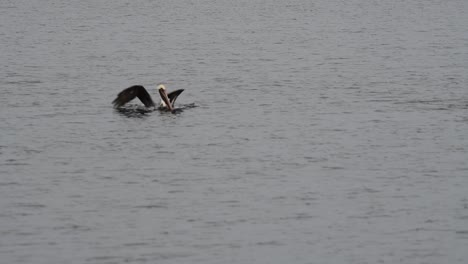 Ausgewachsener-Braunpelikan-Fliegt-Und-Landet-Im-Wasser,-Um-In-Zeitlupe-Nach-Fischen-Zu-Suchen