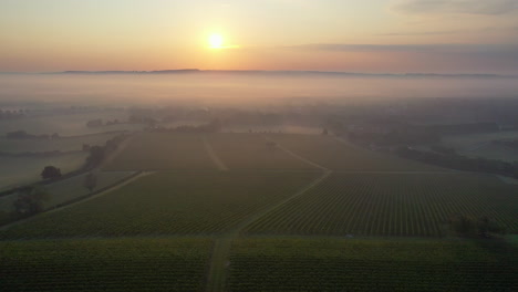 Aerial-shot-orbiting-right-to-left-over-misty-vineyard-at-sunrise-4K