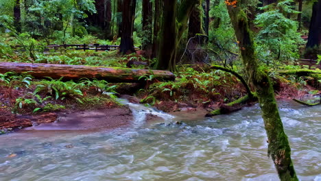 Río-Que-Fluye-A-Través-Del-Parque-Del-Monumento-Nacional-Muir-Woods-En-Cámara-Lenta