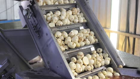 pov-shot-Potatoes-are-going-off-the-conver-after-being-washed-in-rice-water-and-poured-into-chips