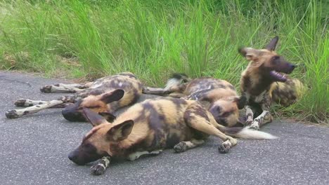 Rudel-Gefährdeter-Afrikanischer-Wildhunde,-Die-Sich-Im-Wind-Am-Straßenrand-Abkühlen