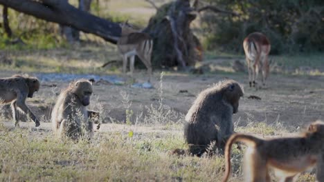 Troop-of-Chacma-baboons-forage-for-food-with-Impala-herd-in-background-savanna