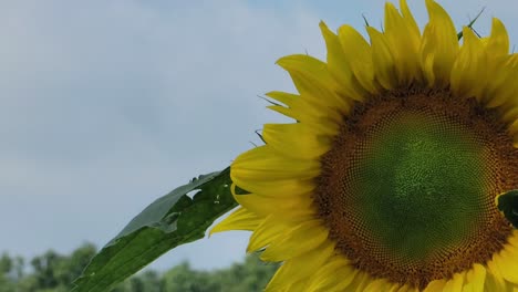 Golden-Yellow-Petals,-seeds-are-formed,-contrasting-with-the-petals