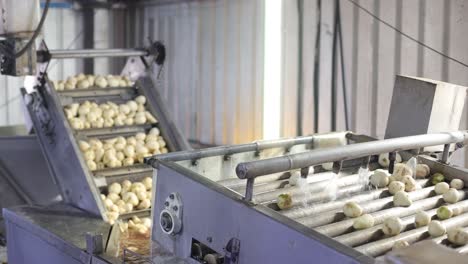 POV-SHOT-Potatoes-are-cleaned-and-ready-for-chips-and-going-through-the-convers-for-chips