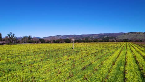 Retiro-Aéreo-De-Un-Ventilador-Helado-En-Medio-De-Un-Amplio-Viñedo-Cubierto-De-Vibrantes-Flores-De-Mostaza-Amarillas-Y-Verdes-En-El-Valle-De-Napa,-California