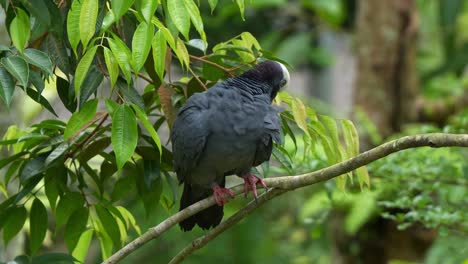 White-crowned-pigeon,-patagioenas-leucocephala-perched-on-tree-branch-amidst-a-forest-environment,-preening-and-grooming-its-feathers,-close-up-shot-of-a-vulnerable-bird-species