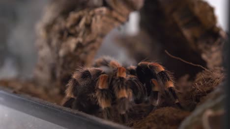 Araña-Tarántula-Birdeater-Lp-Rutina-Matutina-Chelicera-Limpieza-De-Cerca