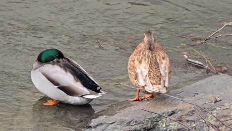 Two-ducks-on-the-river-in-the-Menden-Sauerland