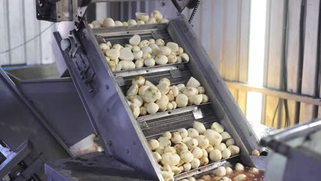 pov-shot-Potatoes-are-poured-for-chips-and-rice-is-washed-in-water