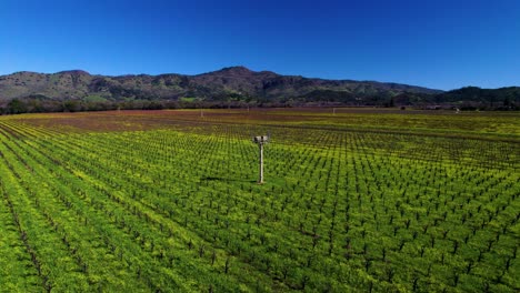 Wide-aerial-of-vast-open-field-of-vines-and-vibrant-green-field-with-a-mountain-in-the-background-in-The-Napa-Valley-California