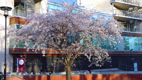 People-walk-and-bicycle-by-building-behind-blossoming-cherry-tree-in-Stockholm