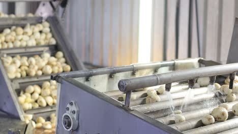 pov-shot-Potatoes-are-washed-in-rice-water-and-are-going-into-the-conveyor