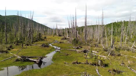 Dead-Trees-Standing-with-Logs-of-Wood-Surrounding-a-Stream-of-Water-on-Moresby-Island,-British-Columbia,-Canada