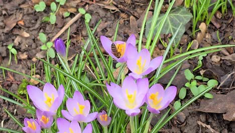 Honigbiene-Mag-Krokusse-Im-Frühling