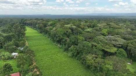 Eine-Drohnenaufnahme-Einer-Teeplantage-Im-Kakamega-Wald-Im-Westen-Kenias