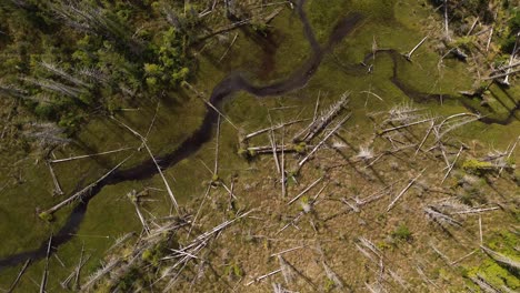 Top-Down-View-Over-Deforestation-Woodland-on-Moresby-Island-in-British-Columbia,-Canada