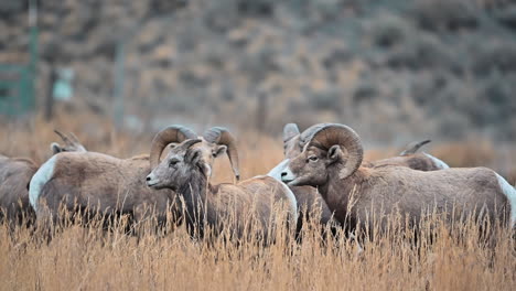 Wächter-Der-Graslandschaft:-Dickhornschafe-Aus-Kamloops