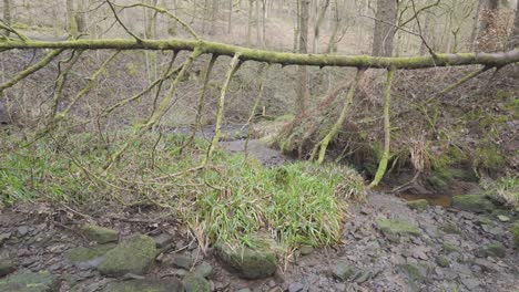 Small,-slow-moving-woodland-stream,-flowing-slowly-through-the-forest-trees