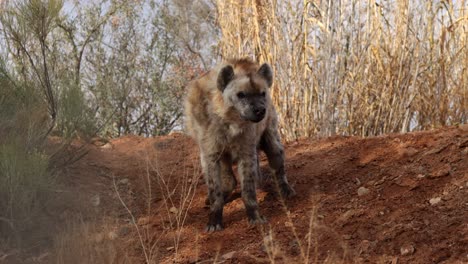 hyena-turns-towards-you-and-approaches-slomo