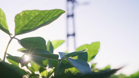 Tilt-up-of-a-soybean-plant-field-with-a-power-pole-in-the-background