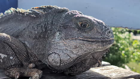 Vista-Detallada-Del-Perfil-De-Teleobjetivo-Sobre-La-Cabeza-De-La-Iguana-Verde,-Reptil-Invasor