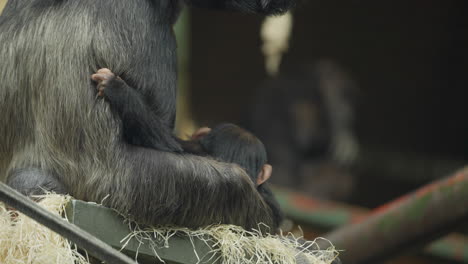 Close-up-of-Cute-moment-Endangered-Baby-Western-Chimpanzee-gripping-onto-mother-in-zoo-habitat-as-she-protects-them-surrounded-by-hay