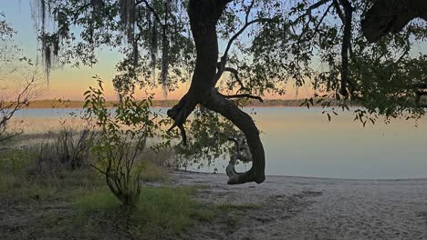 Musgo-Español-Colgando-De-Un-Roble-En-La-Costa-Arenosa-Junto-Al-Lago-Visto-Al-Atardecer-En-Florida-Panhandle