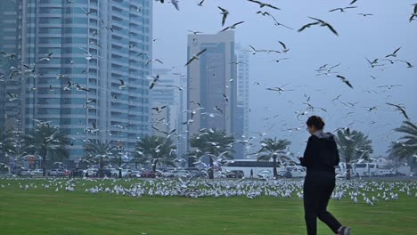 El-24-De-Febrero-De-2024,-Aves-Migratorias-En-Una-Brumosa-Mañana-De-Invierno-En-Sharjah,-Emiratos-Árabes-Unidos