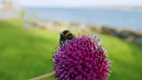 Bee-on-purple-flower-in-front-of-sea-and-grass-on-sunny-day