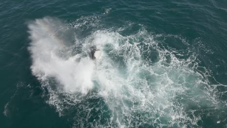 Aerial-shot-overhead-a-mother-and-calf-humpback-whale-splashing-their-tails