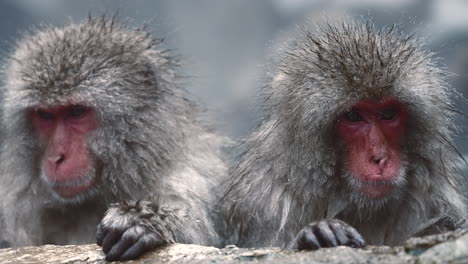 Monos-De-Nieve-Relajándose-En-Una-Fuente-Termal-En-El-Parque-De-Monos-Jigokudani-En-Nagano,-Japón,-En-Medio-De-Un-Paisaje-Nevado.