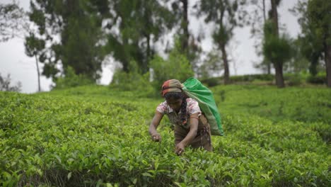 Junge-Frauen-Aus-Sri-Lanka-Pflücken-Teeblätter-Auf-Der-Plantage