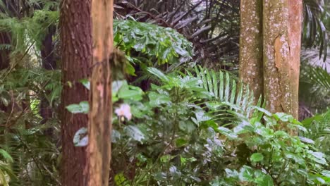 Große-Baumstämme-Und-Büsche-Im-Wald,-Wenn-Es-Regnet