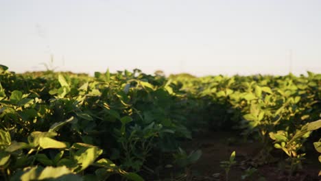 Low-angle-pan-shot-of-a-soybean-field-in-Santa-Fe,-Argentina