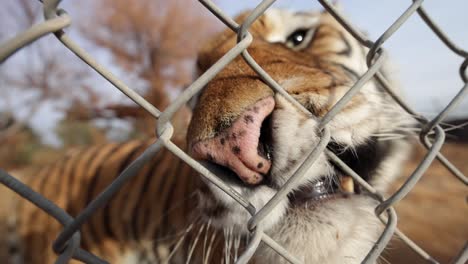 tiger-playfully-rubbing-face-against-fence-and-camera-wildlife-reserve-slomo